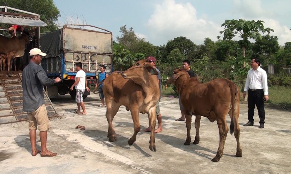 Đức Hoà: Trao tặng 50 con bò giống cho hộ cận nghèo, gia đình chính sách khó khăn