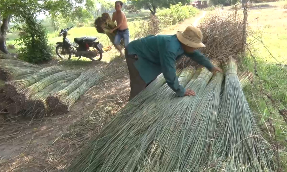 Đức Hòa: Người dân trồng bàng phấn khởi nhờ thu lãi cao