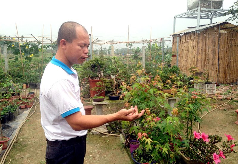 cây cảnh,thú chơi cây cảnh,lá phong