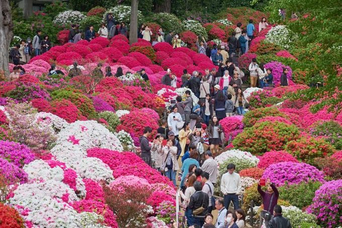 Đỗ quyên trải thảm hoa rực rỡ khắp Nhật Bản