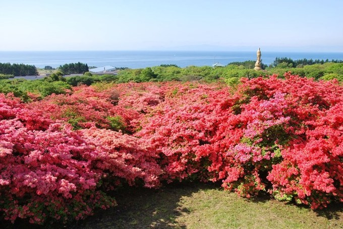 Đỗ quyên trải thảm hoa rực rỡ khắp Nhật Bản