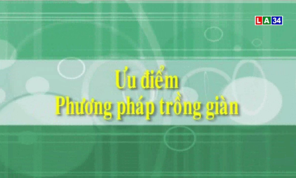 Nông thôn ngày nay: Ưu điểm kỹ thuật trồng thanh long giàn