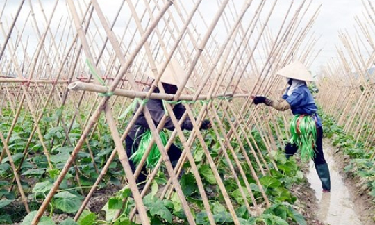 Nhiều rào cản trong liên kết sản xuất nông sản an toàn