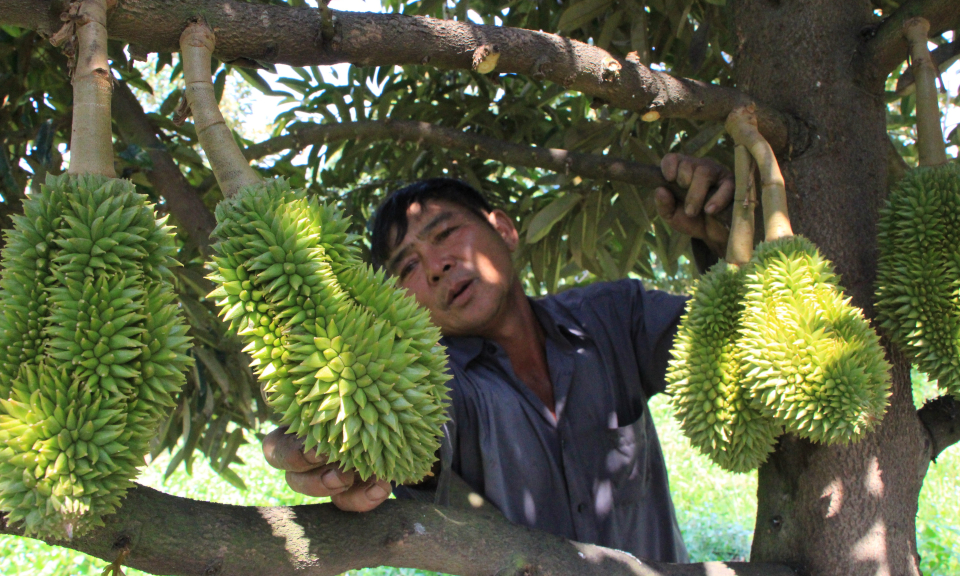 Cây sầu riêng bén duyên trên vùng Đồng Tháp Mười