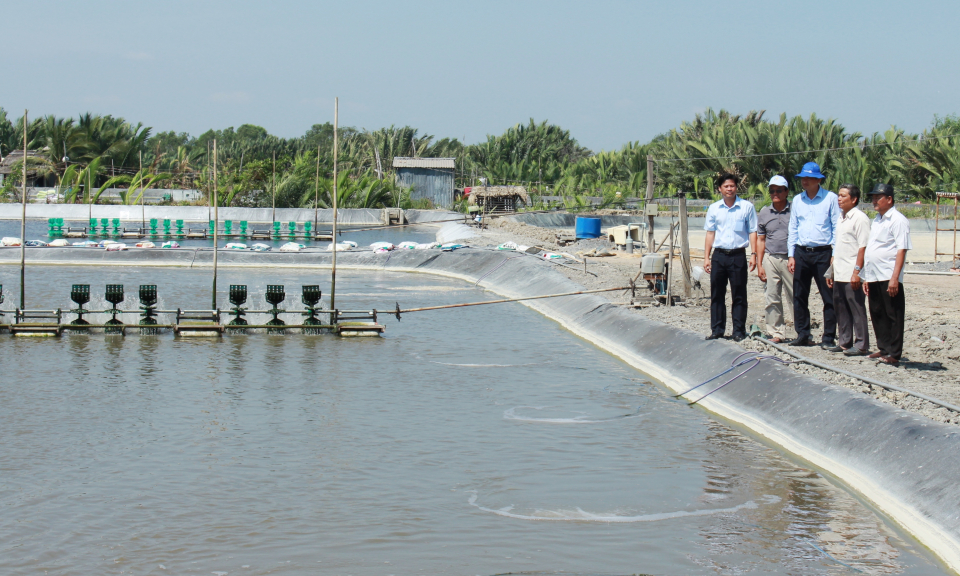 Người dân nuôi tôm Cần Đước gặp khó khăn về nguồn điện