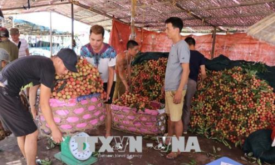 Không có chuyện vải Thanh Hà ế, nông dân phải đổ bỏ