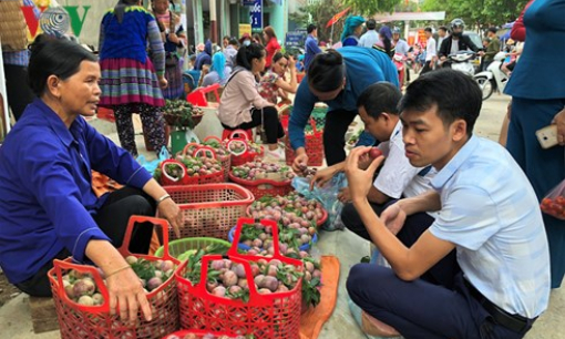 Mận Tam hoa chín rộ chào đón Tuần Văn hóa &#8211; Du lịch Bắc Hà