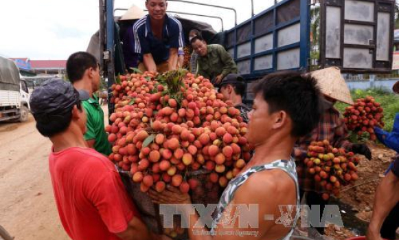 Mỗi ngày có hơn 1.000 tấn vải thiều Bắc Giang được tiêu thụ