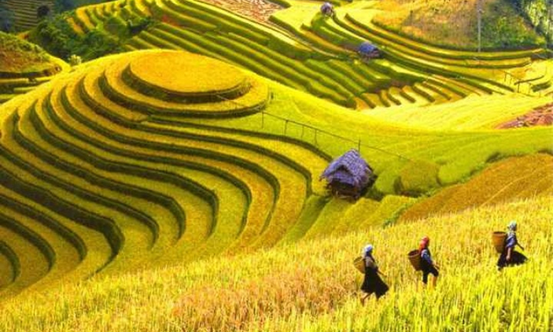 Điểm danh 3 địa điểm ngắm lúa chín đẹp nhất Việt Nam