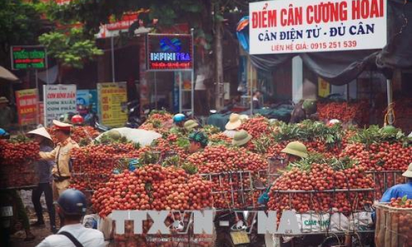 Vải thiều Bắc Giang đi khắp thế giới