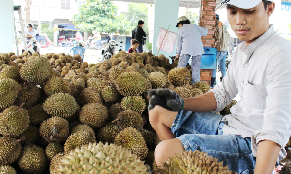 Cần Đước: Tấp nập người tại vựa Sầu Riêng 19 ngàn/kg ăn tại chổ trả hạt