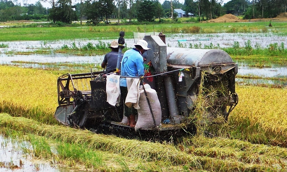 TX Kiến Tường: Tập trung thu hoạch lúa hè thu