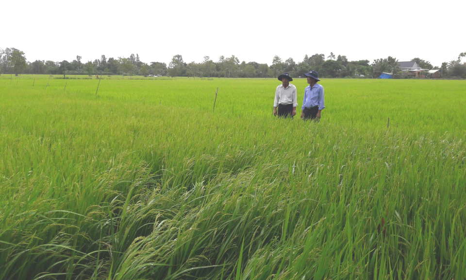 Tân Thạnh kiểm tra tình hình sản xuất lúa, chủ động ứng phó với lũ về sớm