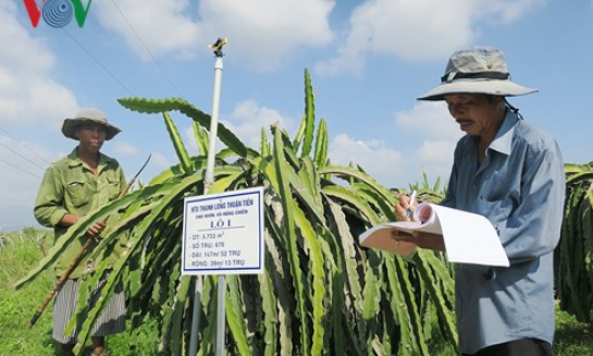 Nông dân hợp tác trồng thanh long sạch xuất khẩu với giá cao