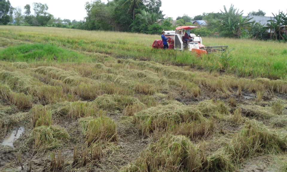 Cần Giuộc: Thu hoạch 3.000 ha vụ lúa hè thu