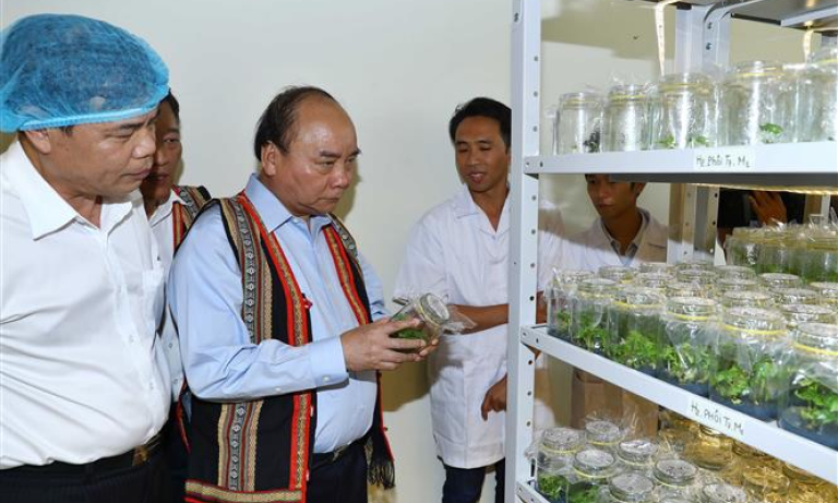 Thủ tướng Nguyễn Xuân Phúc: Sâm Ngọc Linh là quốc bảo của Việt Nam