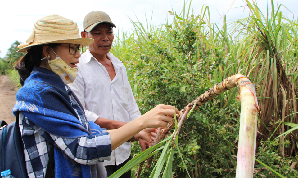 Vị chua xua vị ngọt