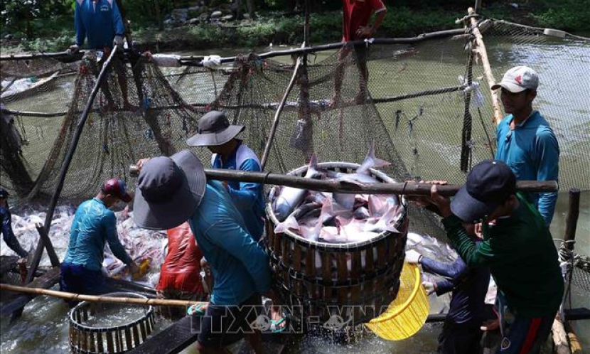 Giá cá tra tăng cao nhất từ trước tới nay