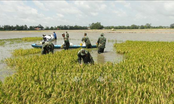 Đưa vào các mô hình canh tác &#8216;sống chung&#8217; với lũ đồng bằng sông Cửu Long