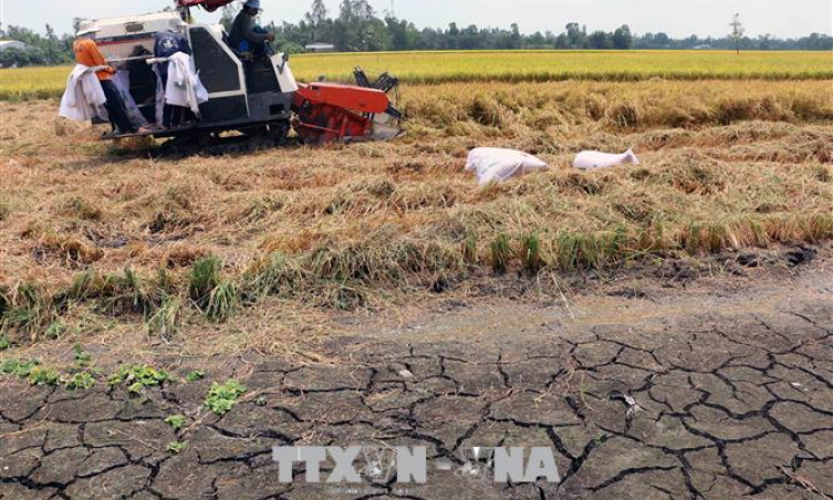 Cảnh báo hạn mặn trong sản xuất vụ Đông Xuân