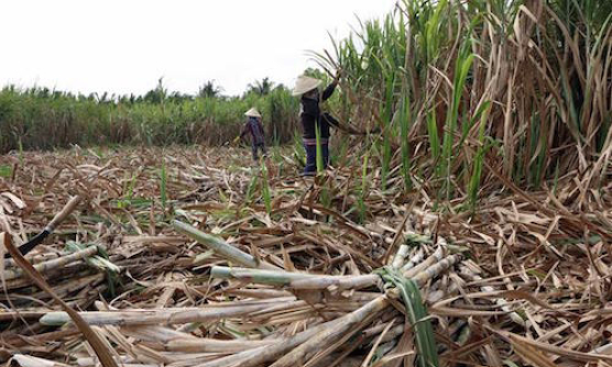 Giá thu mua mía chạm đáy, ngành mía đường lo khủng hoảng thừa