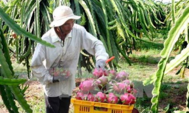 Thanh long rớt giá không phải do Trung Quốc ngừng mua hàng