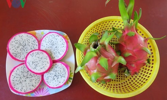 Thanh long GlobalGAP đứng vững trước cơn bão rớt giá