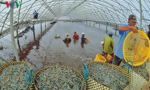 Giá tôm tăng, Việt Nam đẩy mạnh nuôi tôm có kiểm soát