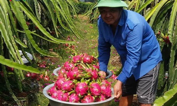 Hợp tác xã thanh long Mỹ Tịnh An, câu chuyện thành công về liên kết sản xuất