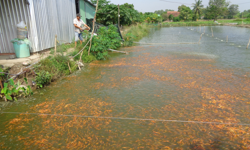 Cần Giuộc: Thu nhập 500 triệu đồng/ năm từ mô hình VAC