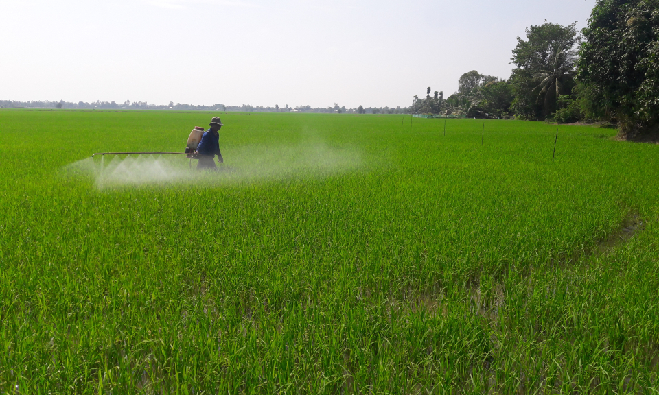 Tân Thạnh: Xuống giống được 8.500 ha lúa đông xuân 2018-2019