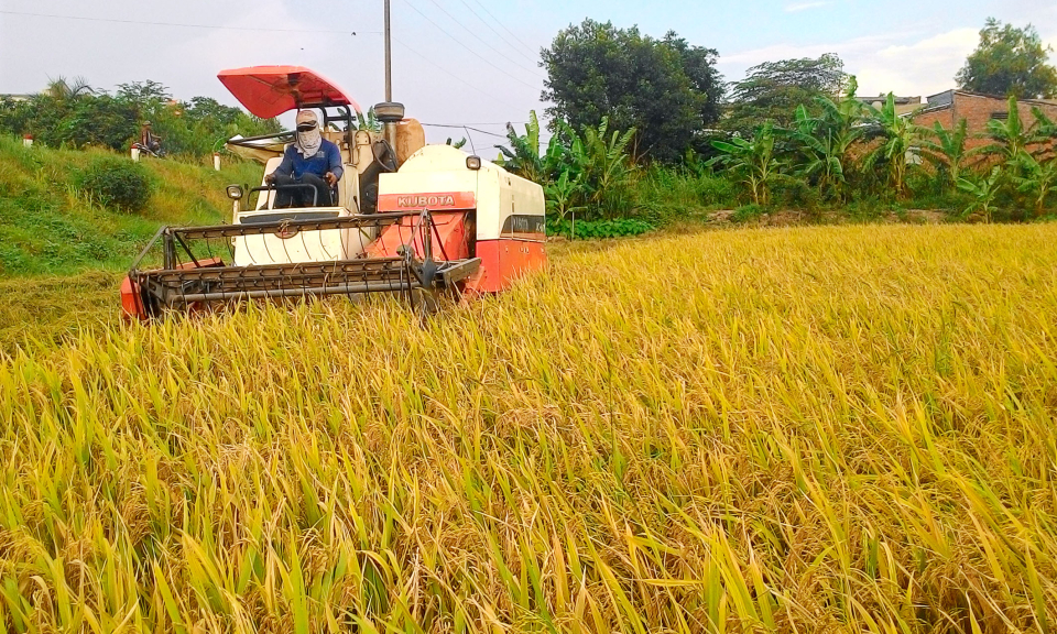 Tân Thạnh: Phát triển sản xuất gắn với tái cơ cấu ngành nông nghiệp