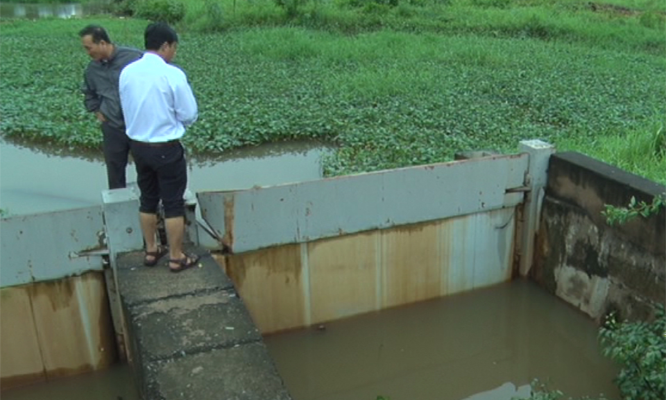 Bến Lức: Bão số 9 gây ngập úng 500ha đất sản xuất nông nghiệp