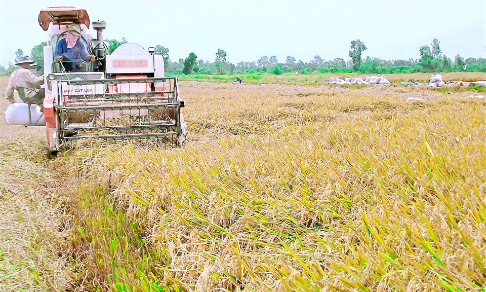 Tân Thạnh: Năm 2018 xây dựng 18 mô hình NN ứng dụng CNC với diện tích gần 1.100 ha