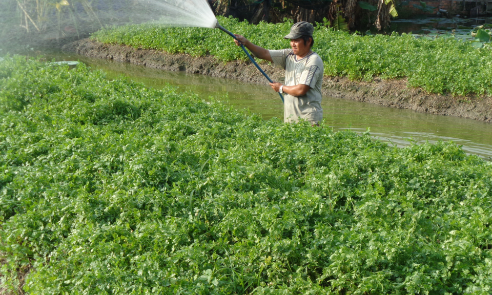 Nông dân Cần Giuộc tích cực chăm sóc rau màu đón tết