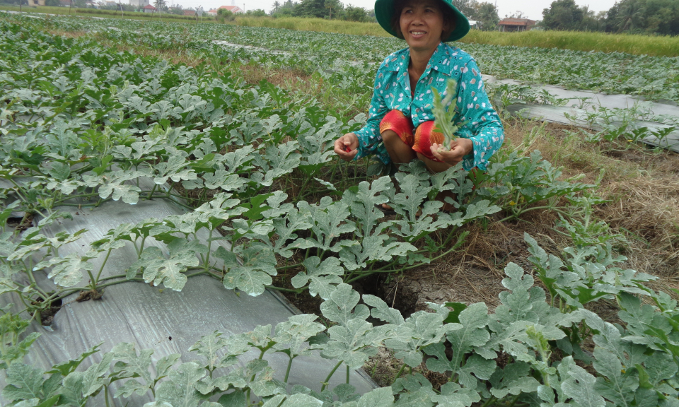 Cần Giuộc: Nông dân trồng 60 ha dưa hấu tết