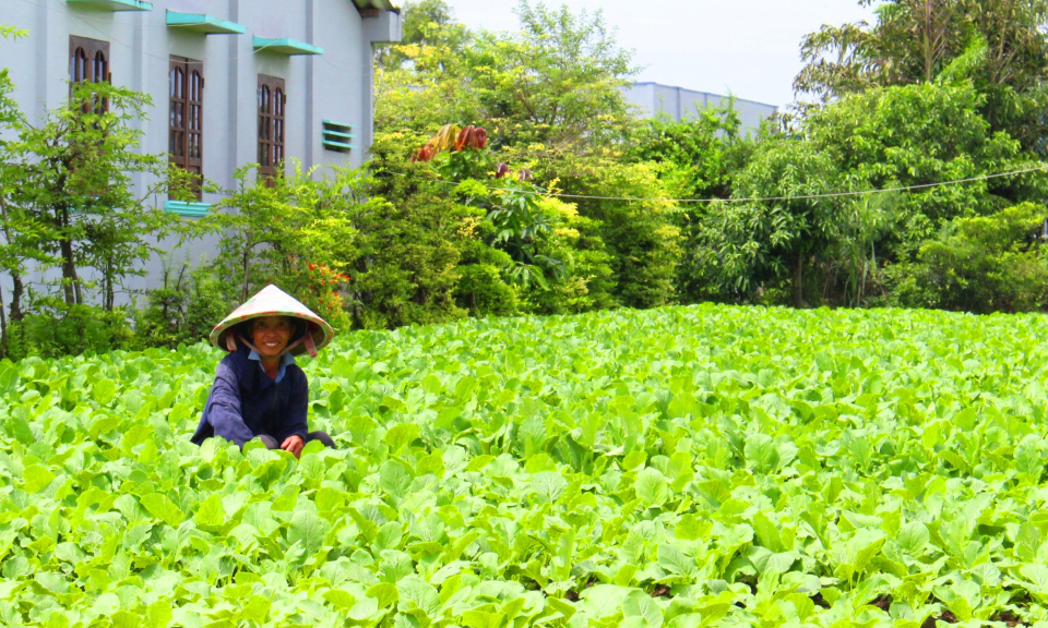 Nông dân Cần Đước tập trung chăm sóc rau màu vụ phục vụ thị trường tết