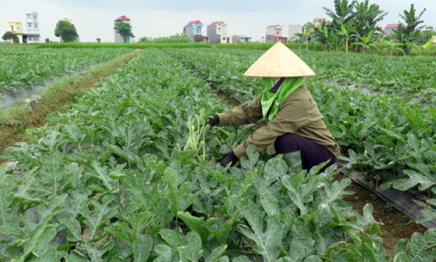 Tăng cường hỗ trợ nông dân trong sản xuất nông nghiệp