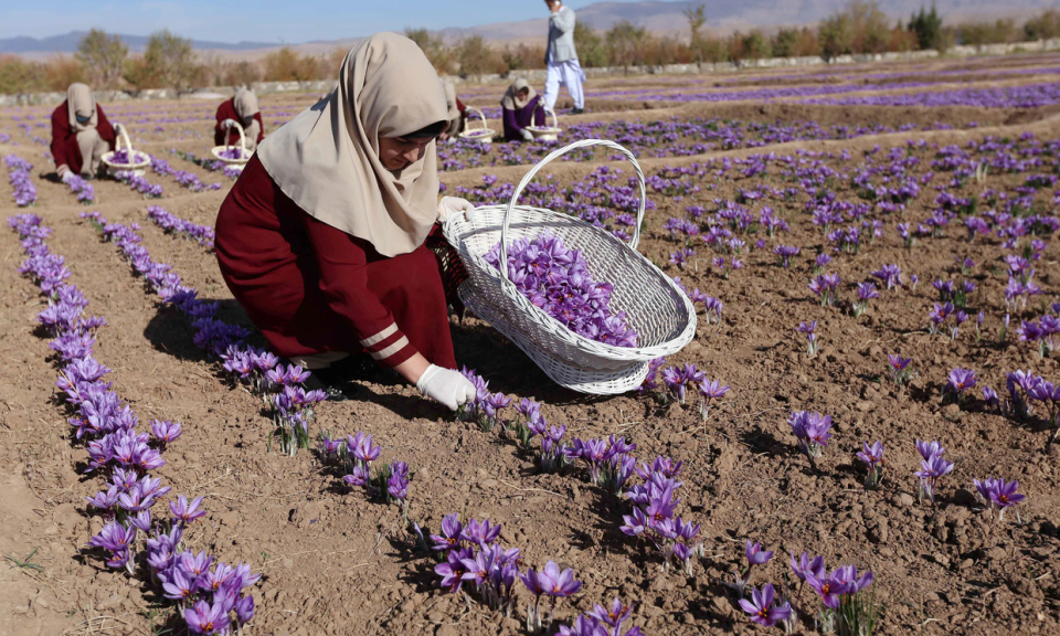 Nông dân trồng thuốc phiện ở Afghanistan đổi đời nhờ ‘thần dược Trung Đông’