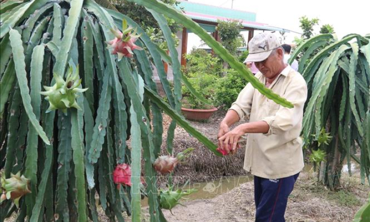 Vào mùa Noel, giá thanh long tăng vọt