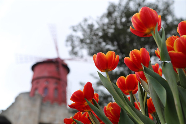 1 triệu bông tulip khoe sắc trên đỉnh Bà Nà