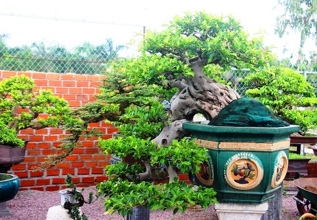 Bonsai cổ thụ dáng cực lạ giá cả trăm triệu ngóng 'đại gia' dịp Tết