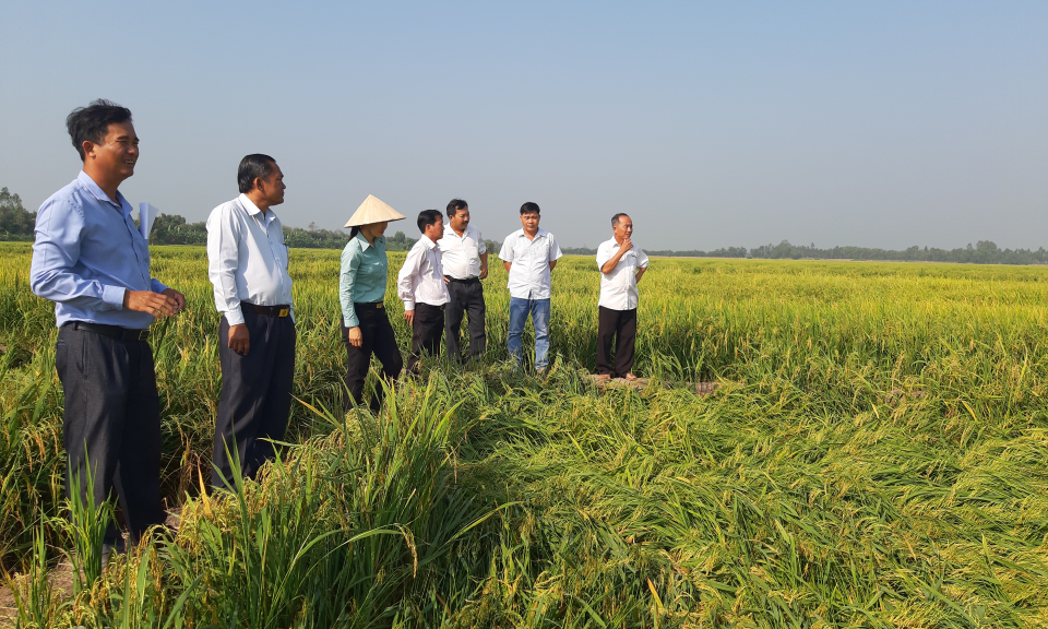 Tân Thạnh: Hội thảo đánh giá mô hình đánh giá sản xuất lúa theo hướng VietGap