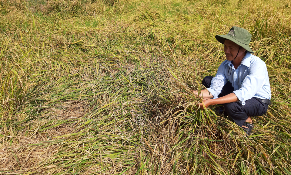 Tân Thạnh: Nhiều diện tích lúa đông xuân bị ngã đổ