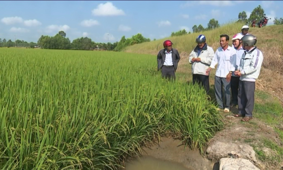 Lãnh đạo huyện Mộc Hóa thăm đồng sau tết nguyên đán 2019