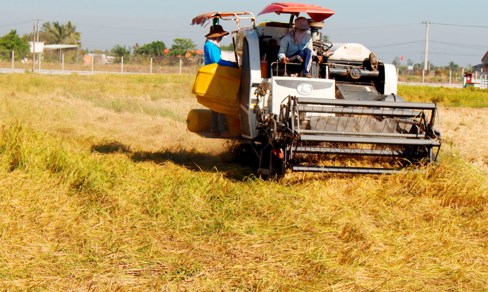 Cần Đước thu hoạch trên 8.000ha lúa đông xuân