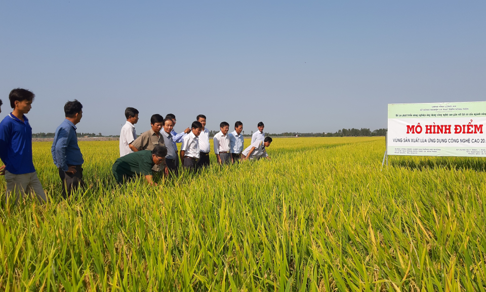 Tân Thạnh: Hội thảo mô hình ứng dụng công nghệ cao trên cây lúa