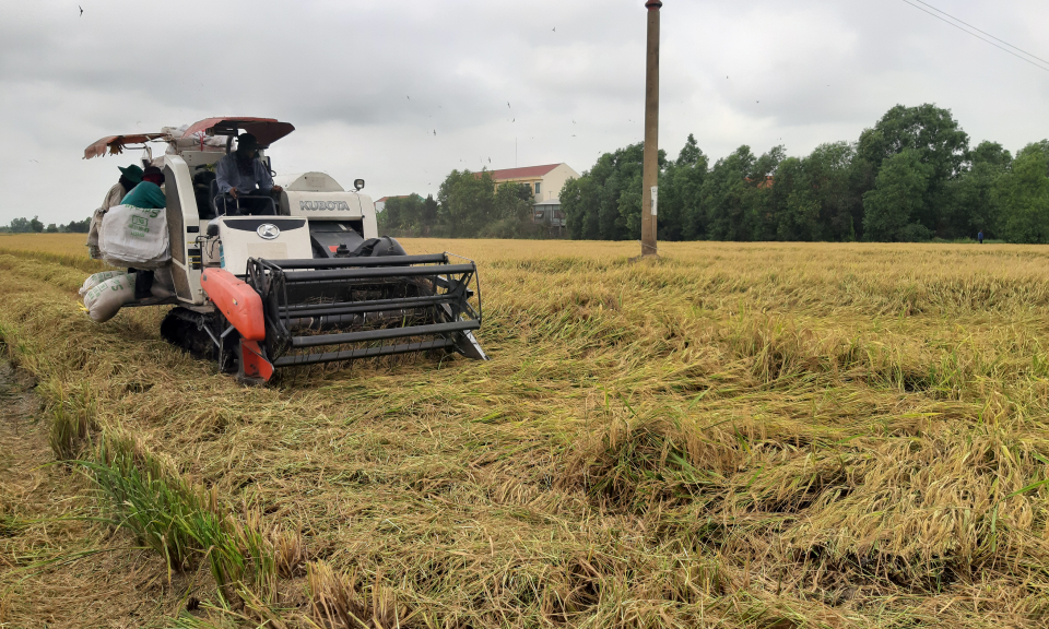 Tân Thạnh: Nông dân gặp khó khăn vì giá lúa tuột dốc