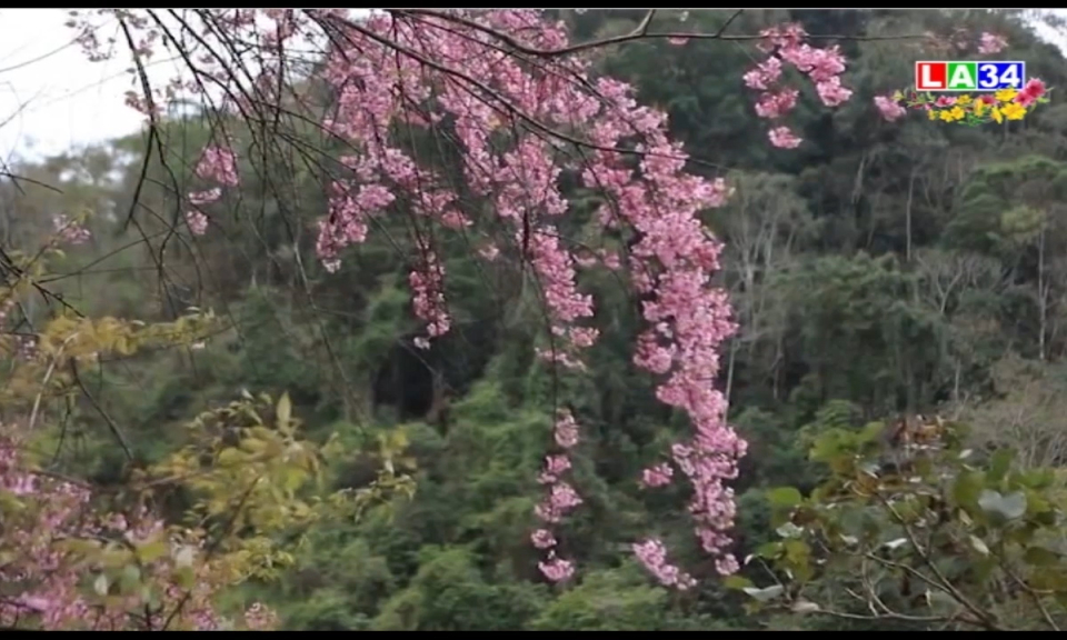 Chiêu Ly mùa xuân về