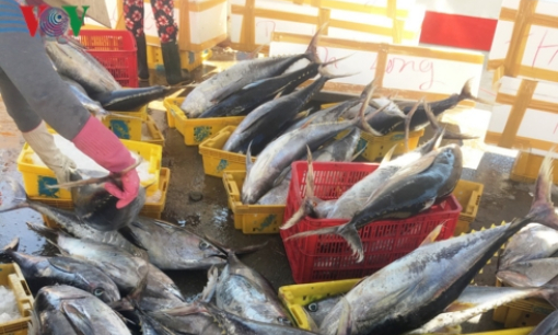 Đánh cá “xuyên Tết”, ngư dân Quảng Ngãi trúng mẻ cá ngừ 50 tấn
